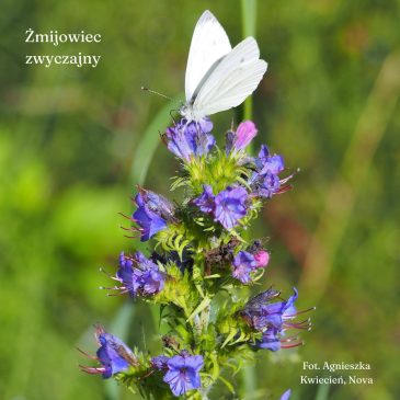 Łąka antykleszczowa