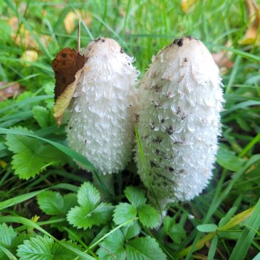 Grzybowe tajemnice – spotkanie z biologiem Tomaszem Maszkało